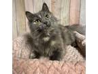 Adopt Anika a Domestic Medium Hair