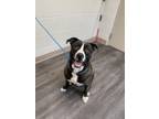 Adopt Cherry a Pit Bull Terrier, Mixed Breed