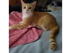 Adopt Butterscotch a Domestic Short Hair