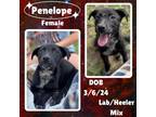 Adopt Penelope a Australian Cattle Dog / Blue Heeler, Labrador Retriever