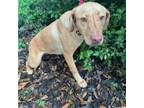 Adopt Gumbo a Yellow Labrador Retriever