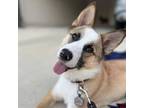 Adopt Ginger a Cattle Dog, Mixed Breed