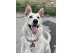 Adopt Isla (Owner Assist) a German Shepherd Dog