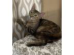 Adopt Jessica a Bengal, Domestic Short Hair