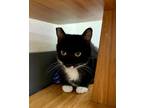 Adopt Heather a Domestic Short Hair