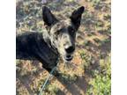 Adopt Jessie a Catahoula Leopard Dog