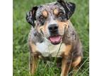 Adopt Coco / LouLou a Catahoula Leopard Dog