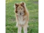 Adopt Portugal a Husky, Mixed Breed
