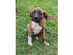 Adopt Jackie #A- 810 a Mountain Cur