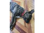 Adopt Katherine #A-819 a Mountain Cur