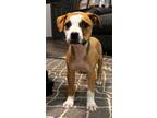 Adopt Tory Burch a Boxer, Pit Bull Terrier