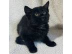 Adopt Ebony a Domestic Medium Hair