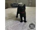 Adopt Crawdad a Domestic Short Hair