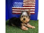 Yorkshire Terrier Puppy for sale in Byhalia, MS, USA