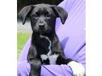 Rose 39510 Labrador Retriever Puppy Female