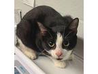Penelope Domestic Shorthair Young Female