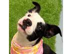 Adopt Valorie a American Staffordshire Terrier, Border Collie