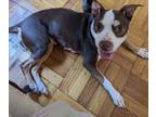 Adopt Pudding a Pit Bull Terrier