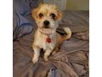 Adopt Tinsley a Terrier, Mixed Breed