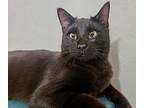 Nilyig Domestic Shorthair Young Male