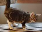 Jessie Domestic Shorthair Young Female