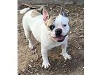 Mouse French Bulldog Young Female