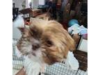 Shih Tzu Puppy for sale in Mesa, AZ, USA