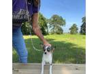 Chihuahua Puppy for sale in O Brien, FL, USA