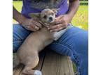 Chihuahua Puppy for sale in O Brien, FL, USA