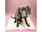 Maeve Bloodhound Puppy Female