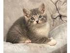 Peter Swift Domestic Shorthair Kitten Male