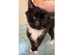 Adopt Charlie Brown a Domestic Short Hair