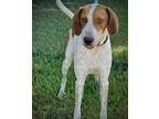 Adopt Gale a Treeing Walker Coonhound, Mixed Breed