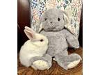 Adopt HAKU a Bunny Rabbit