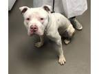 Adopt WONDER BREAD a Pit Bull Terrier