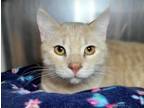 Adopt Cinco a Domestic Short Hair