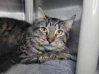 Adopt Maracas a Domestic Long Hair