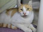 Adopt Waffle a Domestic Short Hair