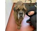 Adopt Rocky a Cane Corso