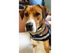 Adopt Charlie a Mixed Breed