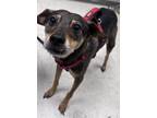 Adopt Ted a Terrier, Mixed Breed