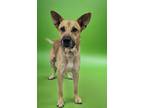 Adopt Donnie a German Shepherd Dog, Mixed Breed