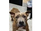Adopt LoCo 24-232 a Pit Bull Terrier