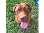 Adopt Brooks a Mastiff, Mixed Breed