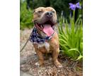 Adopt Ditty a Pit Bull Terrier