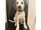 Dalmatian Puppy for sale in Charlotte, NC, USA