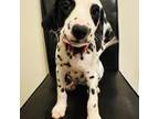 Dalmatian Puppy for sale in Charlotte, NC, USA
