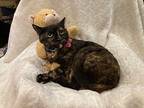 Josie Domestic Shorthair Young Female