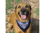 Adopt Barney a Shepherd