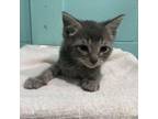 Adopt (FTA) AJ Patton Kitten #14 (B) a Domestic Short Hair